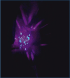 electrode pic41 full